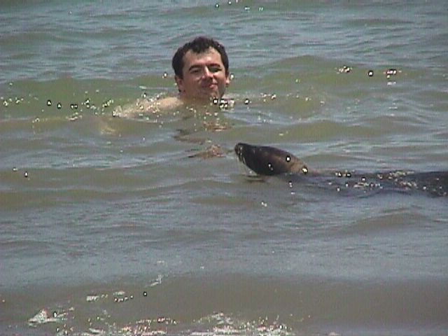 Walter Swimming With Sea Lion